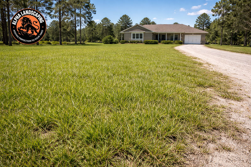 Bahia grass lawn on a large rural Florida property showing coarse texture and seed heads