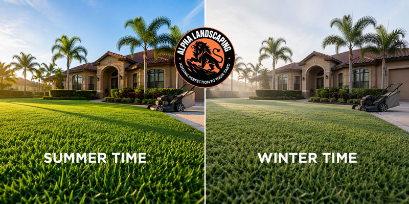 Green St. Augustine lawn still growing in a Central Florida winter ready for mowing