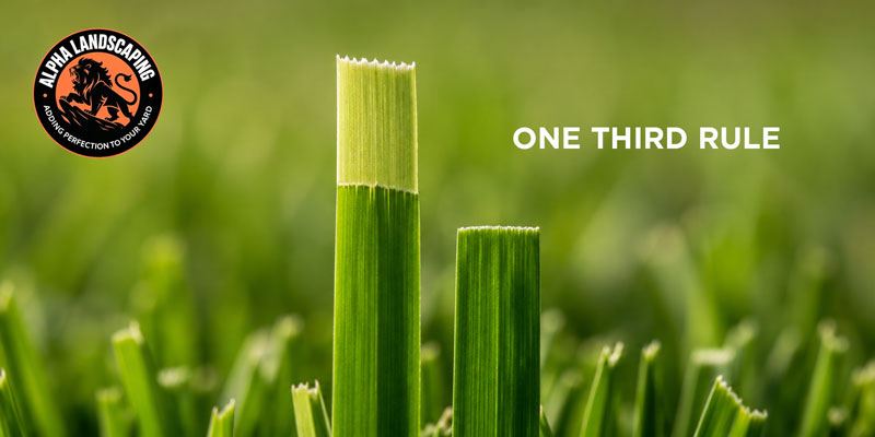 Close-up demonstration of the one-third mowing rule on a St. Augustine grass blade